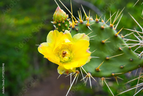 Close up of yellow flower of Opuntia prickly pear cactus. photo