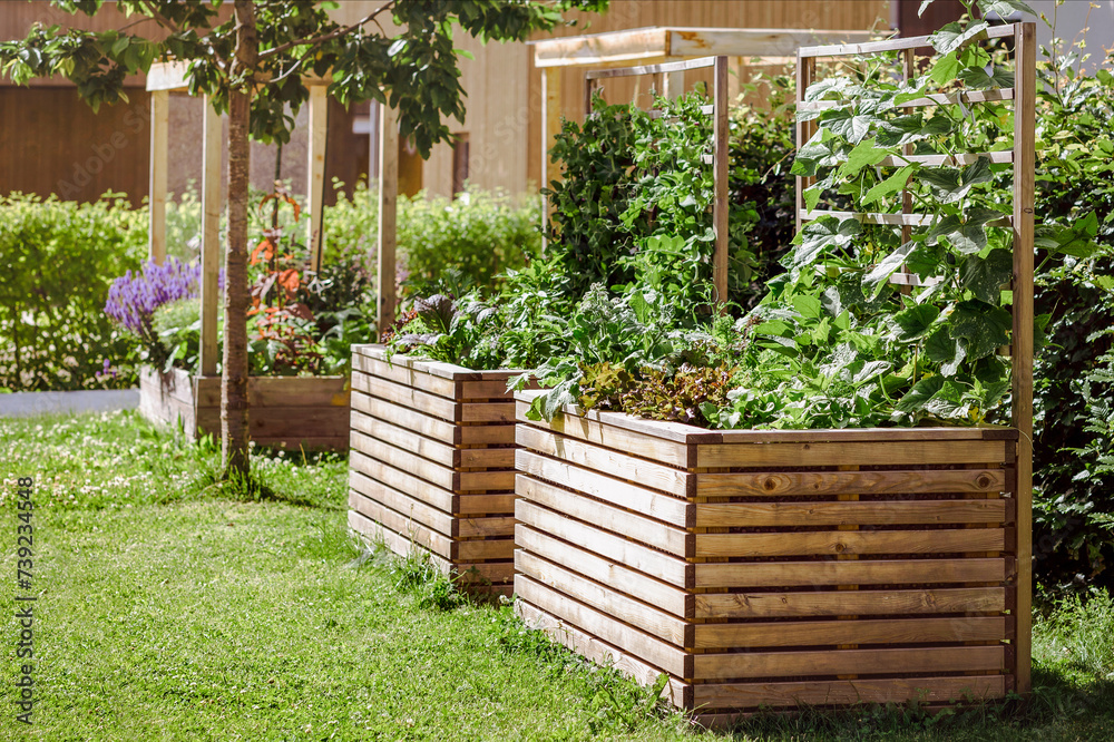 Growing Vegetables Spices Herbs in Raised Garden Beds in Modern Urban Garden Yard in City. Modern Gardening  Home Grown Concept.