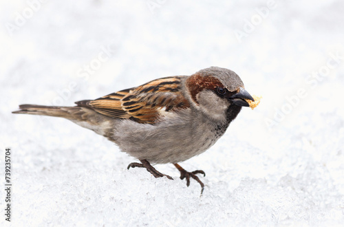 Sparrow bird sitting on the snow and eating a bread crumb.