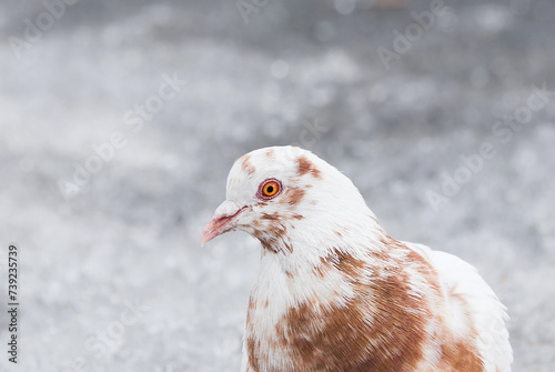 Close up of motley pigeon on snow backgroung with selective focus.