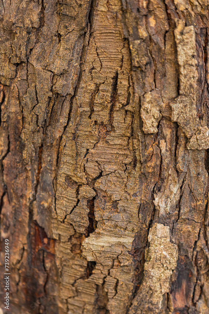 bark of a tree close up bark of a tree close up