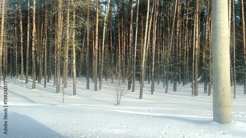 View from side car window on forest in winter, snow, cold weather season nature, trunks. Travel View from side car window on forest in winter, snow, cold weather season nature, trunks. Travel