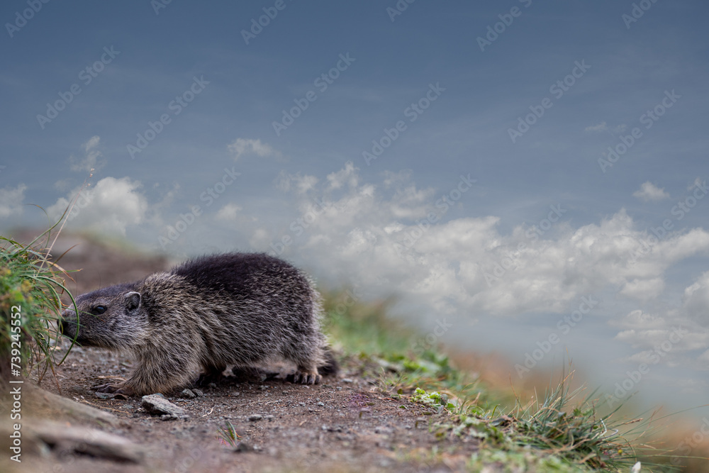 Naklejka premium Marmota at the Grossglockner