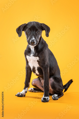 young black mixed-breed dog sitting on yellow background