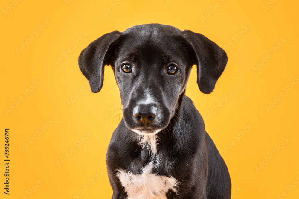 the face of a young black mixed-breed dog looking at camera on a yellow background