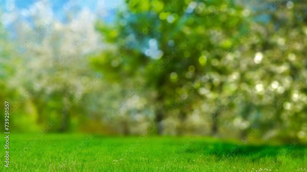fresh green spring background with real bokeh light motion from flowering trees in a sunny park, space for product display on meadow in foreground, idyllic nature scene backdrop fresh green spring background with real bokeh light motion from flowering trees in a sunny park, space for product display on meadow in foreground, idyllic nature scene backdrop