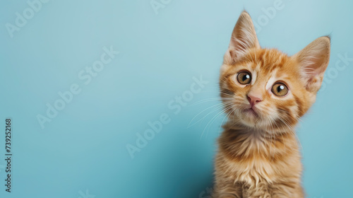 Adorable orange tabby kitten cat with curious face isolated on light blue background with copy space.