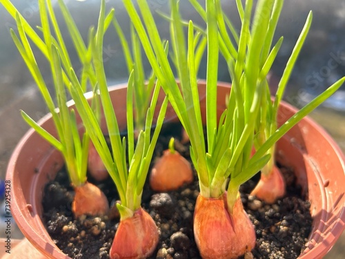 Spring green onions growing in a pot on a balcony outdoors