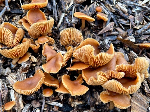 Brown mushroom Tubaria furfuracea (scurfy twiglet) grow among wood chips from tree bark. photo