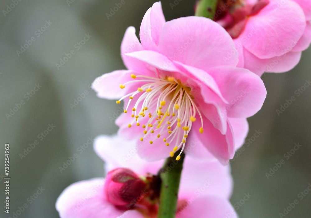 美しいピンクの梅の花