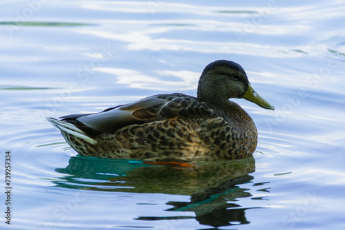 detail of duck in the water floating peacefully photo