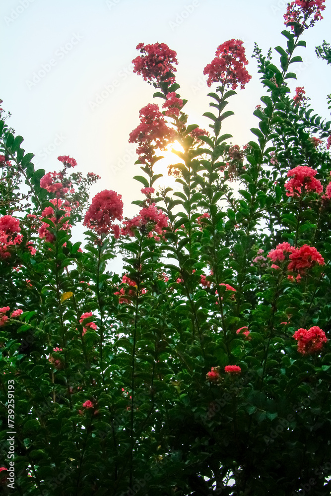 Close-up of the low angle view of Tuscarora Crape Myrtle tree in bloom in sunset. Flower and plant.