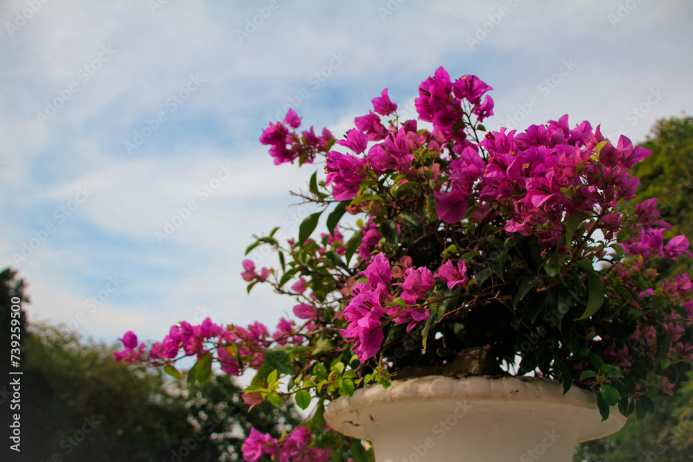 Bougainvillea in white pots in Bang Pa In Royal Palace Ayutthaya Thailand. Pink flowers In full bloom. Flower and plant.