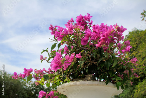 Bougainvillea in white pots in Bang Pa In Royal Palace Ayutthaya Thailand. Pink flowers In full bloom. Flower and plant. photo