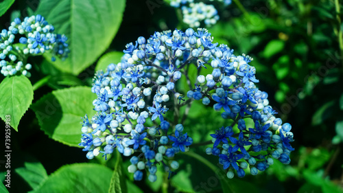 Close-up of blue Dichroa febrifuga, Hydrangeaceae, in the garden. Wild blue flowers in rural. Flower and plant. photo