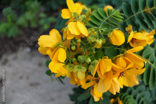 Close-up of senna surattensis in the rural. Yellow wild flowers in countryside. Flower and plant. photo