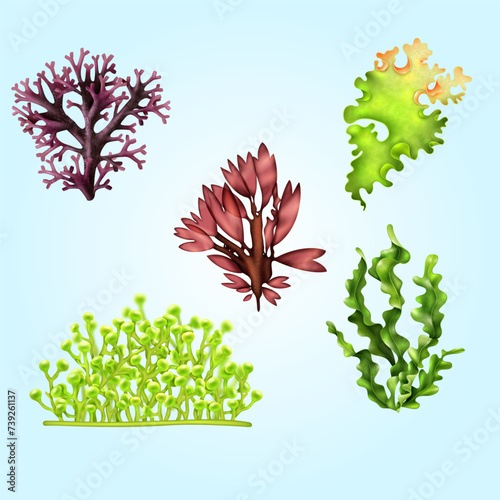 realistic sea weeds food set