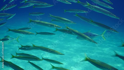 Slow motion, school of Yellow-tailed Barracuda (Sphyraena flavicauda) swims in blue water, two Yellowspotted Trevally fish (Carangoides fulvoguttatus) prey on them in sunbeams photo