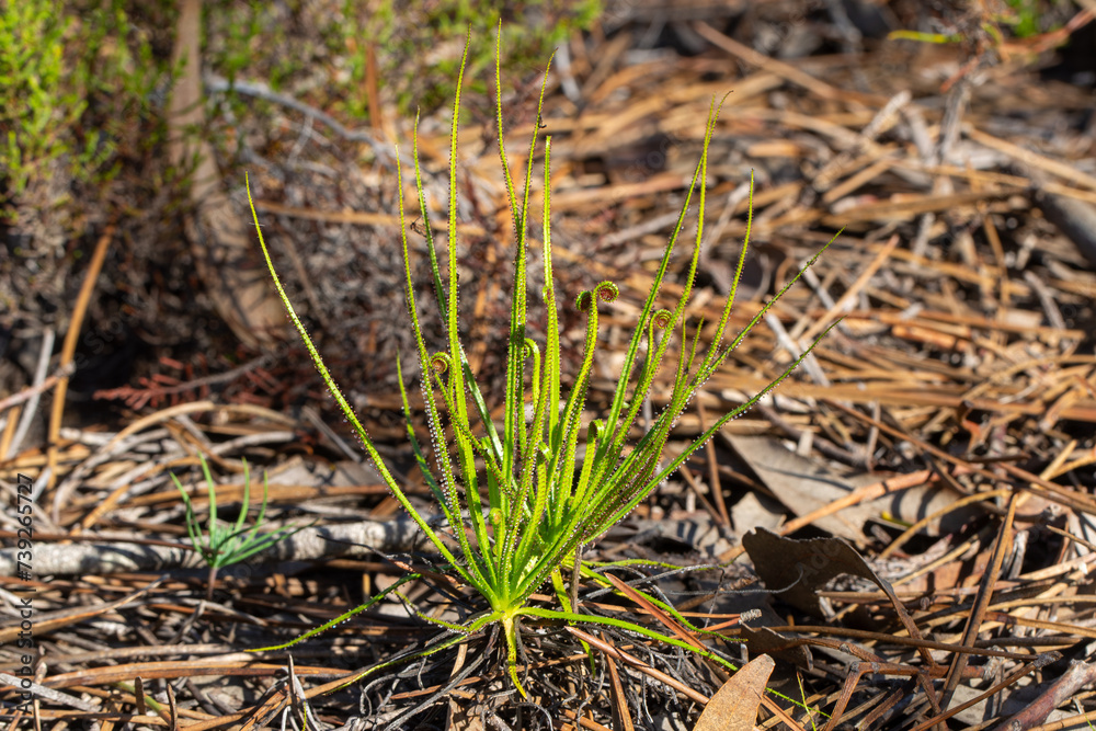 Drosophyllum lusitanicum in natural habitat close to Aljezur in Portugal Drosophyllum lusitanicum in natural habitat close to Aljezur in Portugal