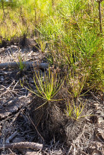 Drosophyllum lusitanicum in natural habitat close to Aljezur in Portugal photo