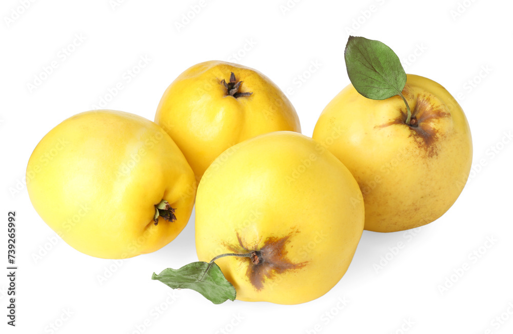 Fresh ripe quince fruits isolated on white Fresh ripe quince fruits isolated on white