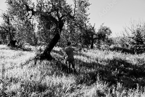farmer throws manure on the land for the green olive trees so that the fruit of the olive grows in the best way. Sustainable organic farming. man holding a green seedling growing in soil. xylella