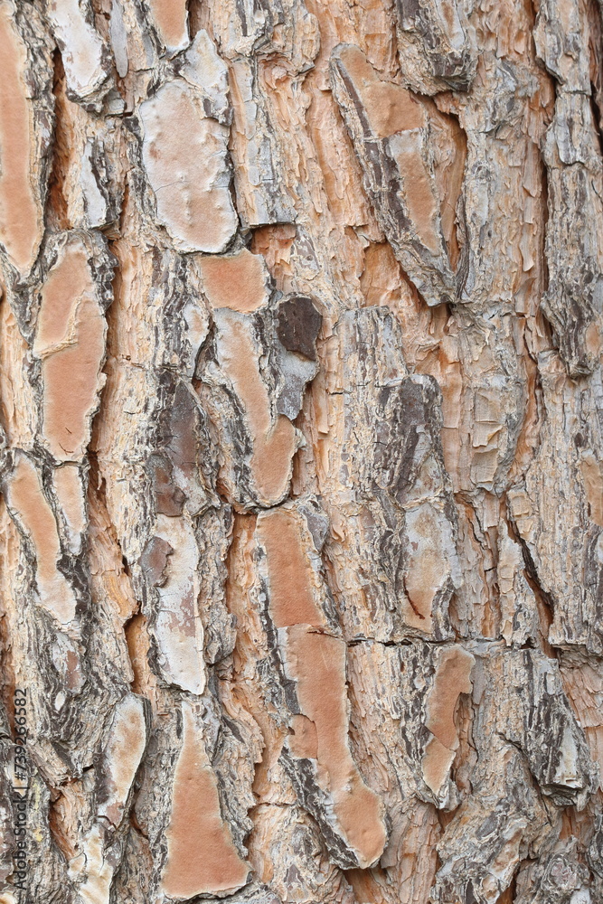 bark texture of stone pine bark texture of stone pine