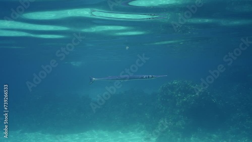 Wallpaper Mural Sea pike swims under surface on bright near coral reef, Slow motion. Needlefish or Garfish swim underwater of reflecting off surface of blue water in bright sunlight Torontodigital.ca