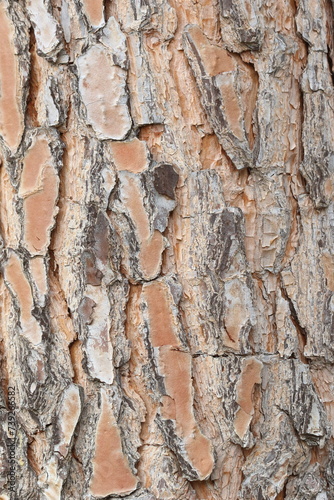 bark texture of stone pine