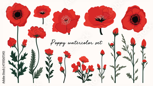Red poppy flower watercolor illustration vector collection. Red petals black stamens poppy flowers isolated on white. Meadow wild blossom set, field blooming plants clip art. Green buds and leaves 