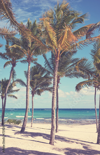 Coconut palm trees on a tropical beach, retro toning applied, Mexico.