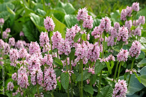 Fototapeta Naklejka Na Ścianę i Meble -  Pink Betonica, alknow as hedgenettle, ÔRosa Superba' in flower