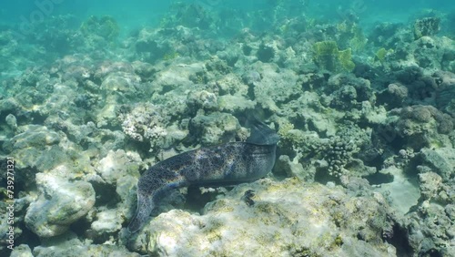 Back view, Giant moray eel (Gymnothorax javanicus) swiming on top of shallow coral reef on daytime in brightly sun rays, Slow motion photo