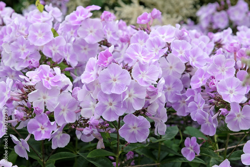 Pale purple Garden phlox 'Violetta Gloriosa' in flower.