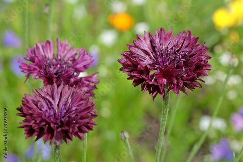 Maroon BachelorÕs button cornflower in flower. photo