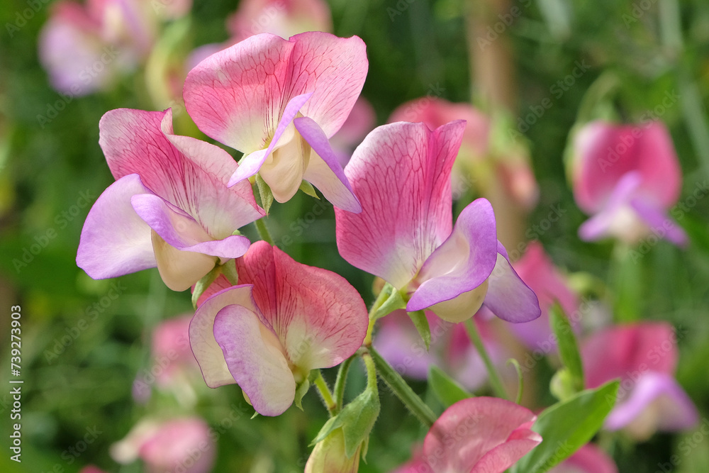 Εκτύπωση καμβά Lathyrus odoratus 'Spanish Dancer' in flower.