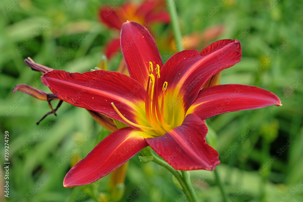 Red and yellow Hemerocallis hybrid daylily 'Stafford' in flower. Red and yellow Hemerocallis hybrid daylily 'Stafford' in flower.