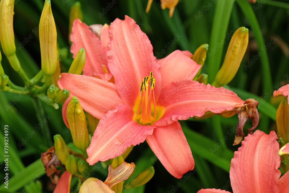 Hemerocallis hybrid daylily ÔPink DamaskÕ in flower.