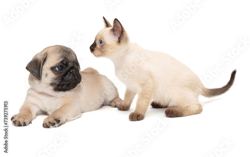 Siamese kitten and a pug puppy