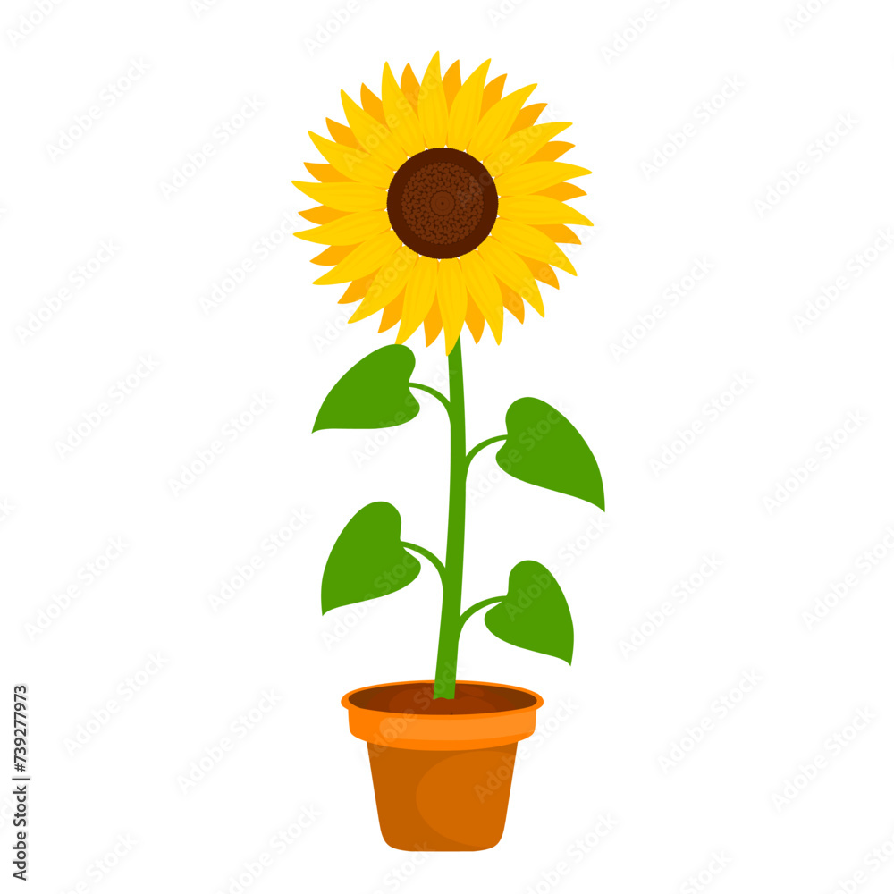 Obraz premium Vector illustration of sunflower in pot on white background. The flower petals bloom and are yellow. Suitable for home decoration and ornamental plants.