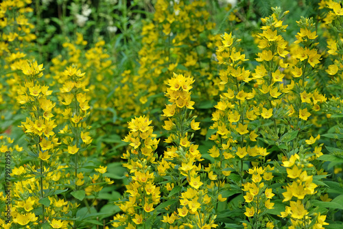 Large yellow loosestrife in flower