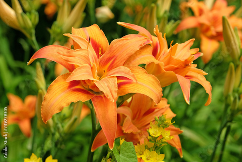 Orange Hemerocallis fulva double daylily 'Kwanso' in flower. photo