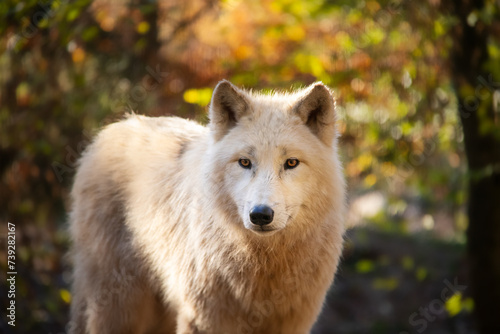 Portrait of beautiful white arctic wolf in Autumn.  