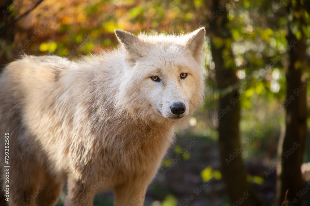 Portrait of beautiful white arctic wolf in Autumn.	
