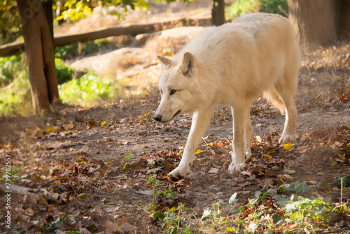 Portrait of beautiful white arctic wolf in Autumn.   © Michaela Pilch