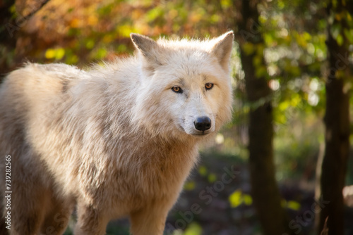 Portrait of beautiful white arctic wolf in Autumn.  