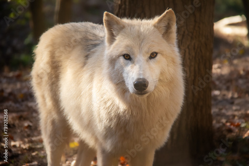 Portrait of beautiful white arctic wolf in Autumn.	
