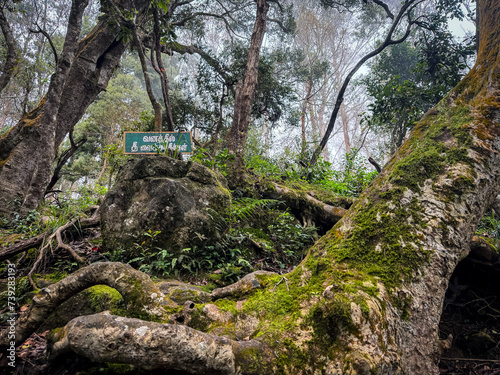 Forest area along the Guna Cave located in Kodaikanal hill station, Tamil Nadu. English Translation: Do not start forest fire. photo