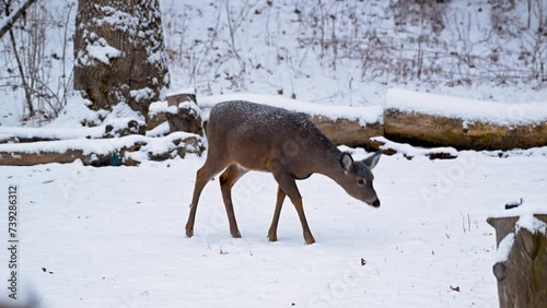 a young deer in snow.  A yearling comes to our yard in Windsor in Upstate NY to look for left over birdseed after a snow fell last night.