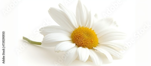 Delicate white flower with vibrant yellow center blooming in a sunny garden